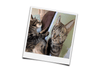 Laden Sie das Bild in den Galerie-Viewer, Voorbeeldfoto huisdier portret