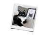 Huisdier portret kat